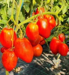 san marzano redorda